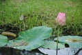 Close up of blooming lotus flower with leaves Royalty Free Stock Photo