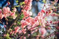 Close up of blooming luiseania in spring garden. Blossoming pink flowers of almond three-blade