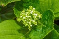 Close-up of a blooming lush mint leaf white flower