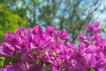 Close up of blooming magenta bougainvillea flower on blurred natural green background against blue sky