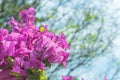 Close up of blooming magenta bougainvillea flower on blurred natural green background against blue sky