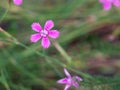 Close-up of blooming maiden pink Dianthus deltoides flower Royalty Free Stock Photo