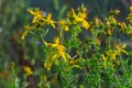 A close up of the blooming medicinal herb hypericum Hypericum perforatum Royalty Free Stock Photo
