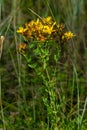 A close up of the blooming medicinal herb hypericum Hypericum perforatum Royalty Free Stock Photo