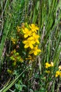 A close up of the blooming medicinal herb hypericum Hypericum perforatum Royalty Free Stock Photo