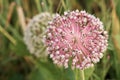 Close-up of a blooming onion flower head. Agricultural topics. Green onion. Royalty Free Stock Photo