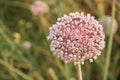 Close-up of a blooming onion flower head. Agricultural topics. Green onion. Royalty Free Stock Photo