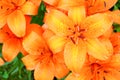 Close up of blooming orange lilies with water drops Royalty Free Stock Photo