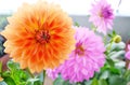 Blooming orange and purple dahlia flowers