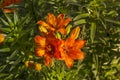 Close-up of blooming orange tiger lilies at sunset Royalty Free Stock Photo