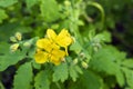 Close up of blooming outdoor greater celandine.