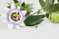 Close up of blooming passion flower with white background Royalty Free Stock Photo