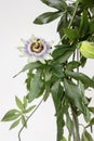 Close up of blooming passion flower with white background Royalty Free Stock Photo