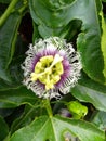 Close-up of a blooming passionflower 2 Royalty Free Stock Photo