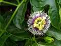 Close-up of a blooming passionflower on passion fruit tree Royalty Free Stock Photo