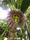 Close Up of Wild Purple Passionflower in the Forest