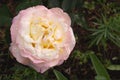 Close-up of a blooming peach rose. Gloria dey rose variety