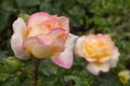 Close-up of a blooming peach rose. Gloria dey rose variety Royalty Free Stock Photo