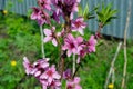 a blooming peach tree in the garden of a country house