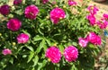 Close-up of the blooming peony flower