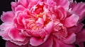 A close-up of a blooming peony.