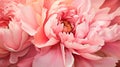 A close-up of a blooming peony.