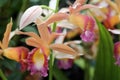 Close Up of a Blooming Phaius Dan Rosenberg Tropical Ice Orchid Royalty Free Stock Photo