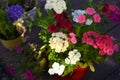 Close up of blooming phlox flower in flowerpot on wooden garden patio