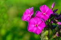 Close-up of the blooming Phlox Paniculata Royalty Free Stock Photo