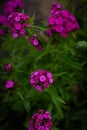 Close up of blooming Phlox paniculata. Summer garden, flowerbed Royalty Free Stock Photo