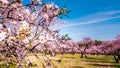 A close up of blooming pink almond tree flowers in spring