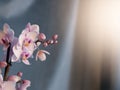 Close-up of a blooming pink butterfly orchid. blurred background, sunbeam. copy space