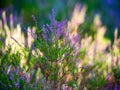 Close-up of blooming pink heather in forest. Beautiful nature. Royalty Free Stock Photo