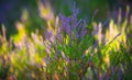 Close-up of blooming pink heather in forest. Beautiful nature. Royalty Free Stock Photo