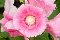 Pink hollyhock flower in garden