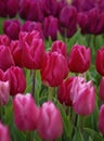 Close up of Blooming Pink Hued  Spring Tulips Royalty Free Stock Photo