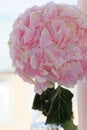 Close up of blooming pink hydrangea flower. Tinted photo. Shallow depth of field Royalty Free Stock Photo