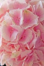 Close up of blooming pink hydrangea flower. Tinted photo. Shallow depth of field Royalty Free Stock Photo