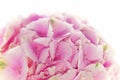 Close up of blooming pink hydrangea flower. Tinted photo. Shallow depth of field Royalty Free Stock Photo