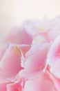 Close up of blooming pink hydrangea flower. Tinted photo. Shallow depth of field