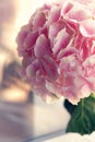 Close up of blooming pink hydrangea flower. Tinted photo. Shallow depth of field Royalty Free Stock Photo