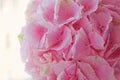 Close up of blooming pink hydrangea flower. Tinted photo. Shallow depth of field Royalty Free Stock Photo