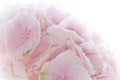 Close up of blooming pink hydrangea flower. Tinted photo. Shallow depth of field Royalty Free Stock Photo