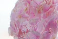 Close up of blooming pink hydrangea flower. Tinted photo. Shallow depth of field Royalty Free Stock Photo