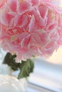 Close up of blooming pink hydrangea flower. Tinted photo. Shallow depth of field Royalty Free Stock Photo