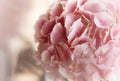 Close up of blooming pink hydrangea flower. Tinted photo. Shallow depth of field Royalty Free Stock Photo