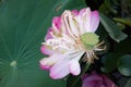 Close up Blooming Pink Lotus Royalty Free Stock Photo