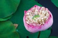 Close up Blooming Pink Lotus Royalty Free Stock Photo