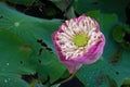 Close up Blooming Pink Lotus Royalty Free Stock Photo