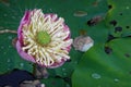 Close up Blooming Pink Lotus Royalty Free Stock Photo